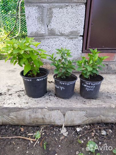 Декоративные кустарники