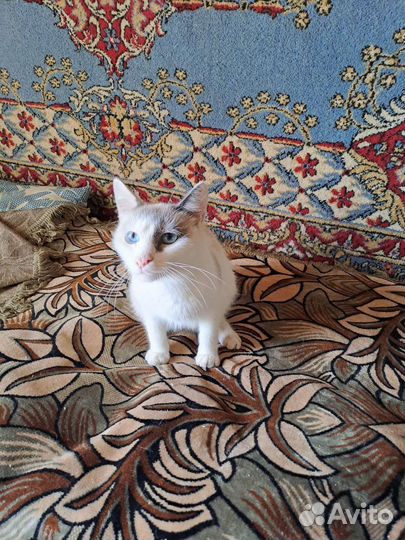 Оплатим содержание кошки мышеловки
