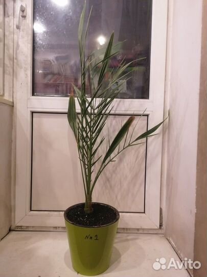 Финиковая пальмы