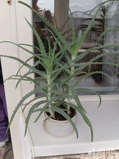 Алоэ лечебный