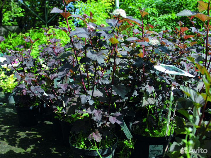 Пузыреплодник калинолистный 