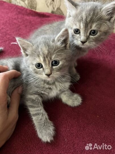 Британские котята