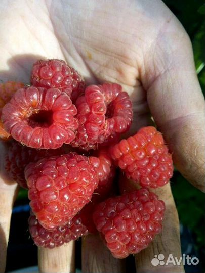 Малина ремонтантная. Саженцы