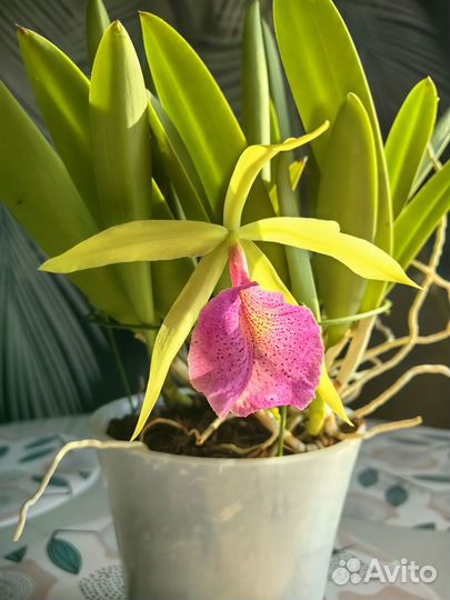 Орхидея каттлея