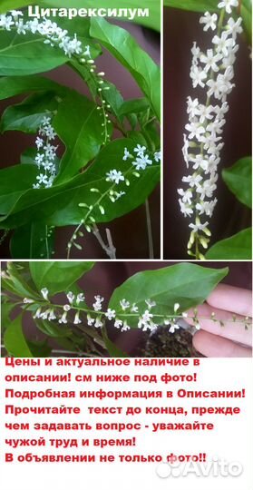 Экзотические ароматноцветущие растения (комнатные)