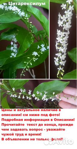 Экзотические ароматноцветущие растения (комнатные) купить в Ставрополе ...