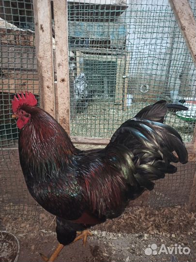 Барневельдер петух