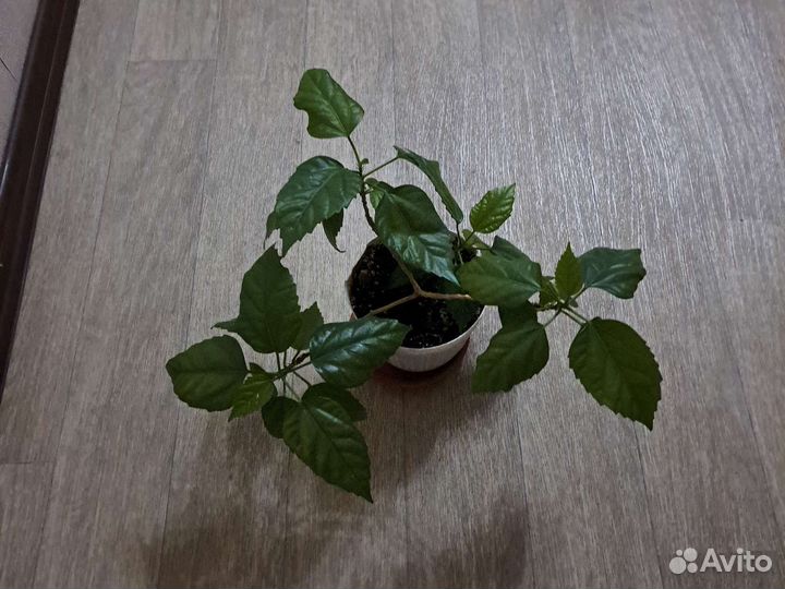 Гибискус китайская роза