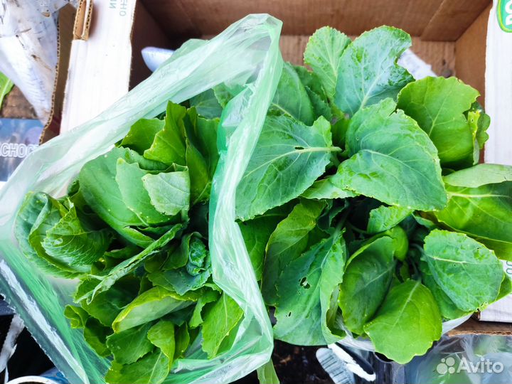 Рассада огурцов