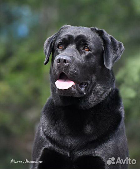 Лабрадор вязка
