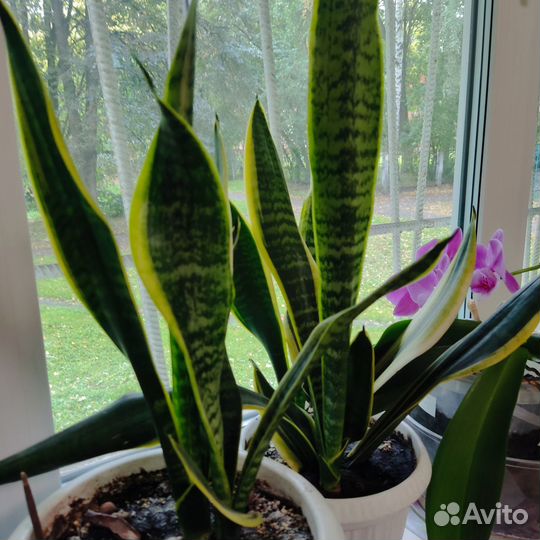 Тещин язык - Сансевиерия-щучий хвост