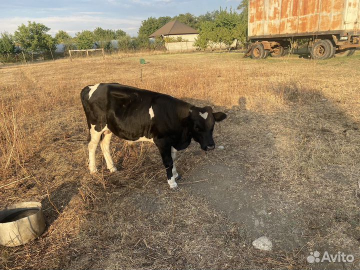 Бычки,торг уместен