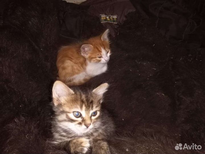 Кошки в добрые руки