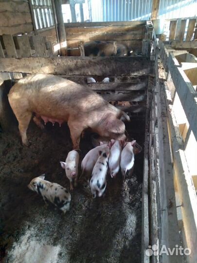 Поросята породы дюрок продаются