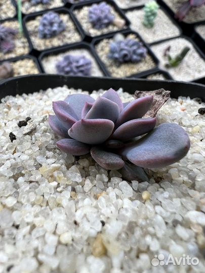 Эхиверия Линда Джин