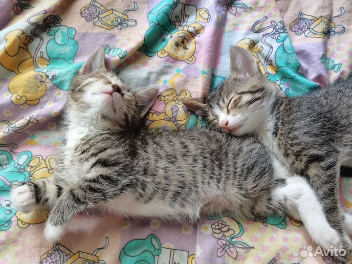 Котята ищут дом