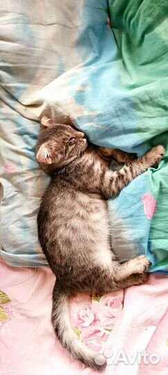 Котенок шотландский вислоухий