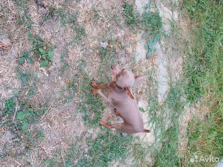 Вязка той-терьер