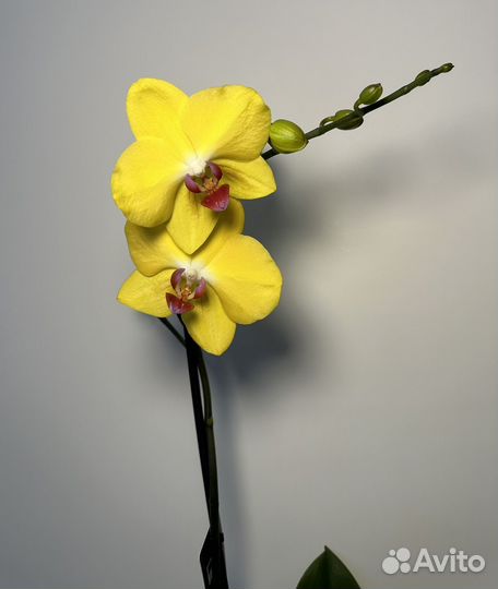 Орхидея фаленопсис