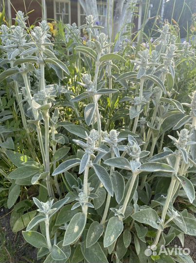 Чистец (ослиные ушки) многолетние цветы