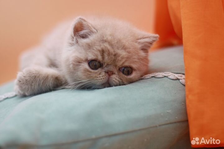 Котик экзот резерв