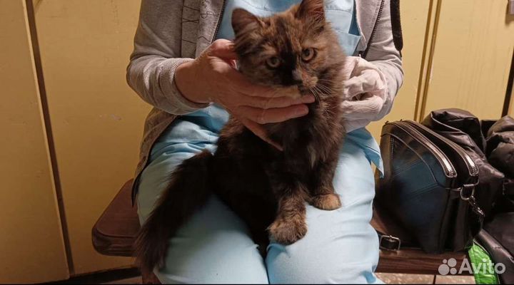 Кошка в добрые руки