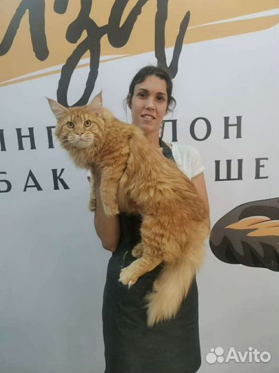 Груминг Стрижка собак и кошек