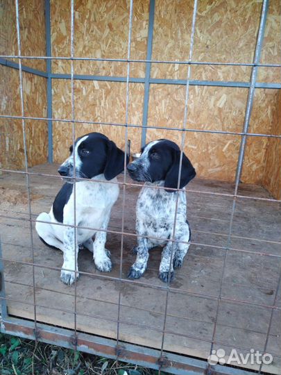 Щенки курцхара