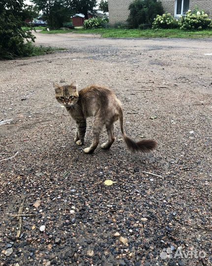 Отдам в добрые руки