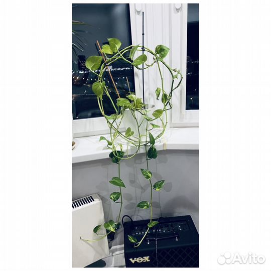 Вьюн комнатеый очень длинный