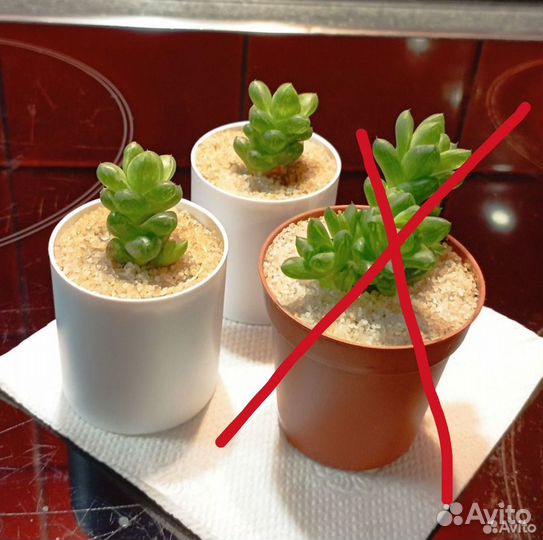 Хавортия купера