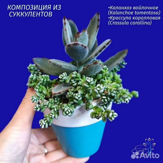 Садик из суккулентов композиция в керамике