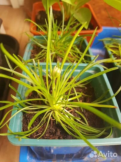 Лаванда, хоста и другие многолетники