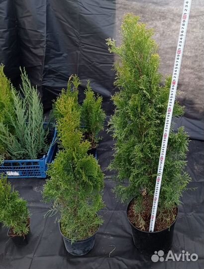 Туя смарагд черенки вышлю почтой