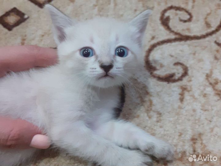 Отдам котят