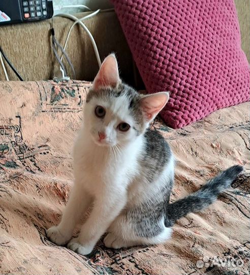 Котик в дар