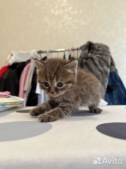 Котёнок в дар