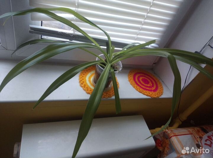 Хлорофитум 2 вида