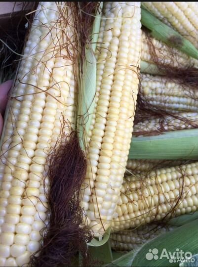 Кукуруза бандюэль