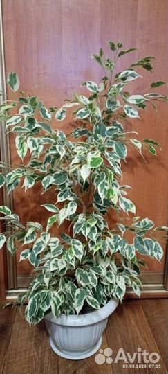 Фикус бенджамина