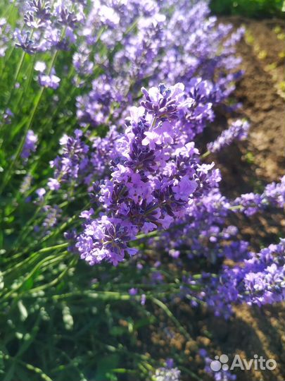 Лаванда узколистная саженцы, букеты, саше