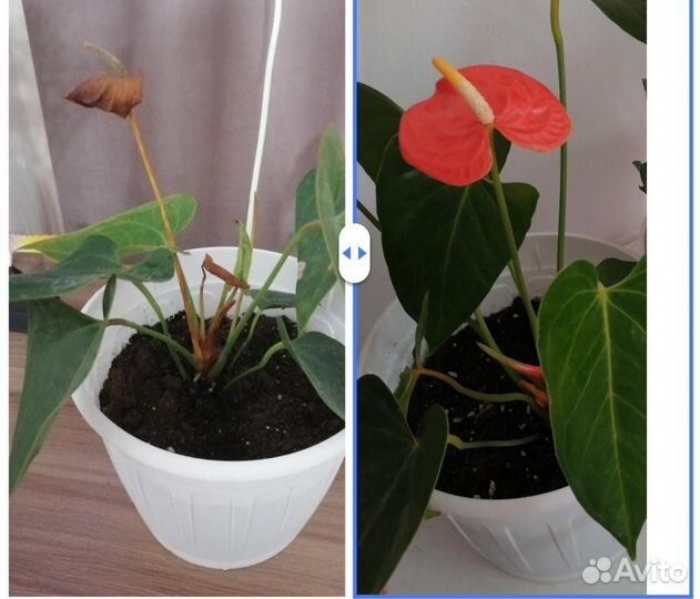 Комнатные цветы антуриум