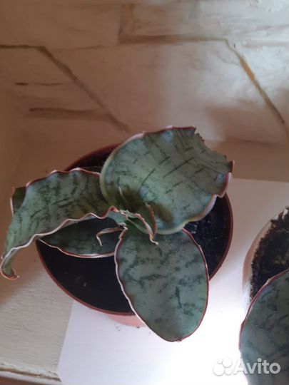 Сансиеверия