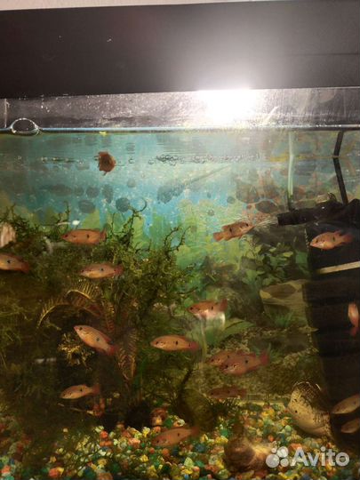 Аквариумные рыбки