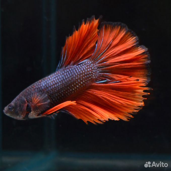 Рыбка Петушок (Betta Splendens)