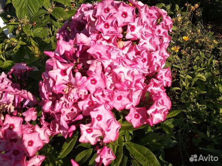 Флоксы, лилейники, ромашка и др цветы