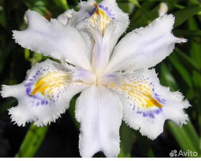 Ирис японский