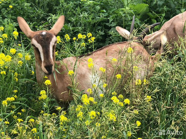 Козочка нубийская, дойные козы