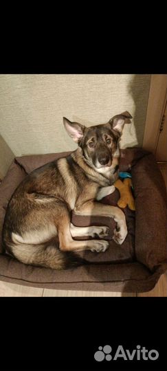 Случка собак