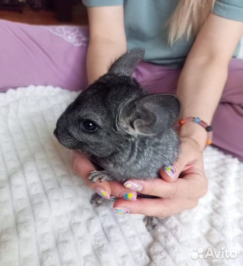 Шиншилла мальчик 4мес